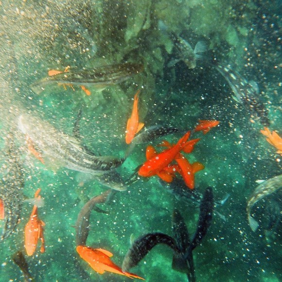 fish of catalina (2)